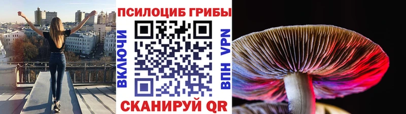 сколько стоит  Урай  Псилоцибиновые грибы Cubensis 